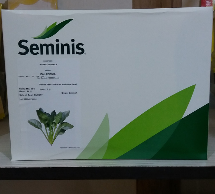 بذر اسفناج اصلاح شده سمینیس آمریکا