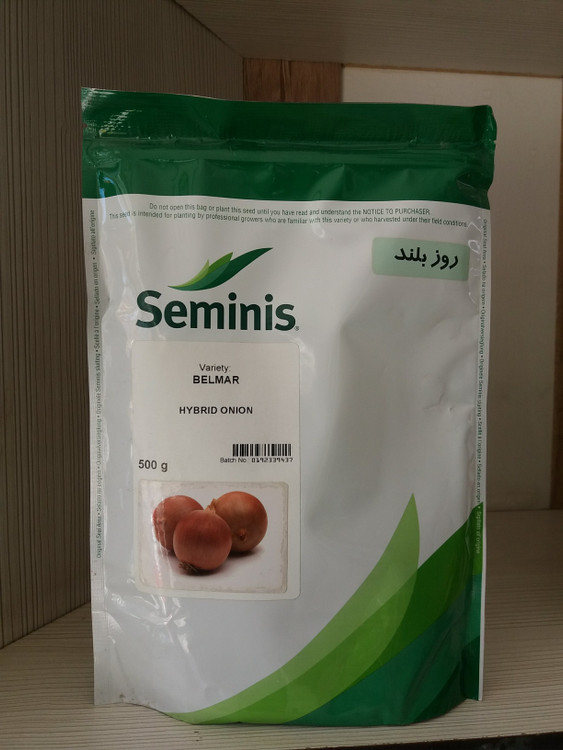 بذر پیاز روز بلند سمینیس آمریکا seminis