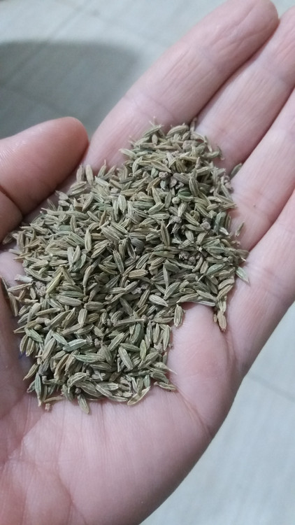 زیره تمیزوبوجاری شده مناسب کشت