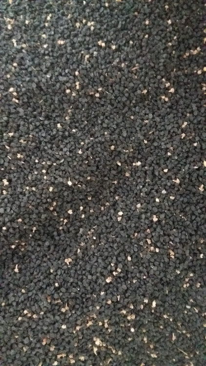 بذر پیاز زرد نسل فلات روز بلند